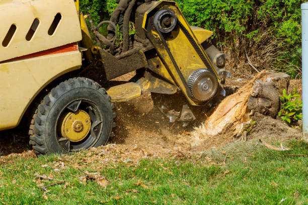 How Our Tree Care Process Works  in  Marion, IL