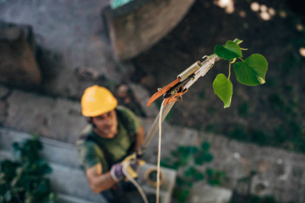 Best Storm Damage Tree Cleanup  in Marion, IL