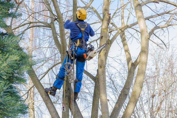 Best Fruit Tree Pruning  in Marion, IL